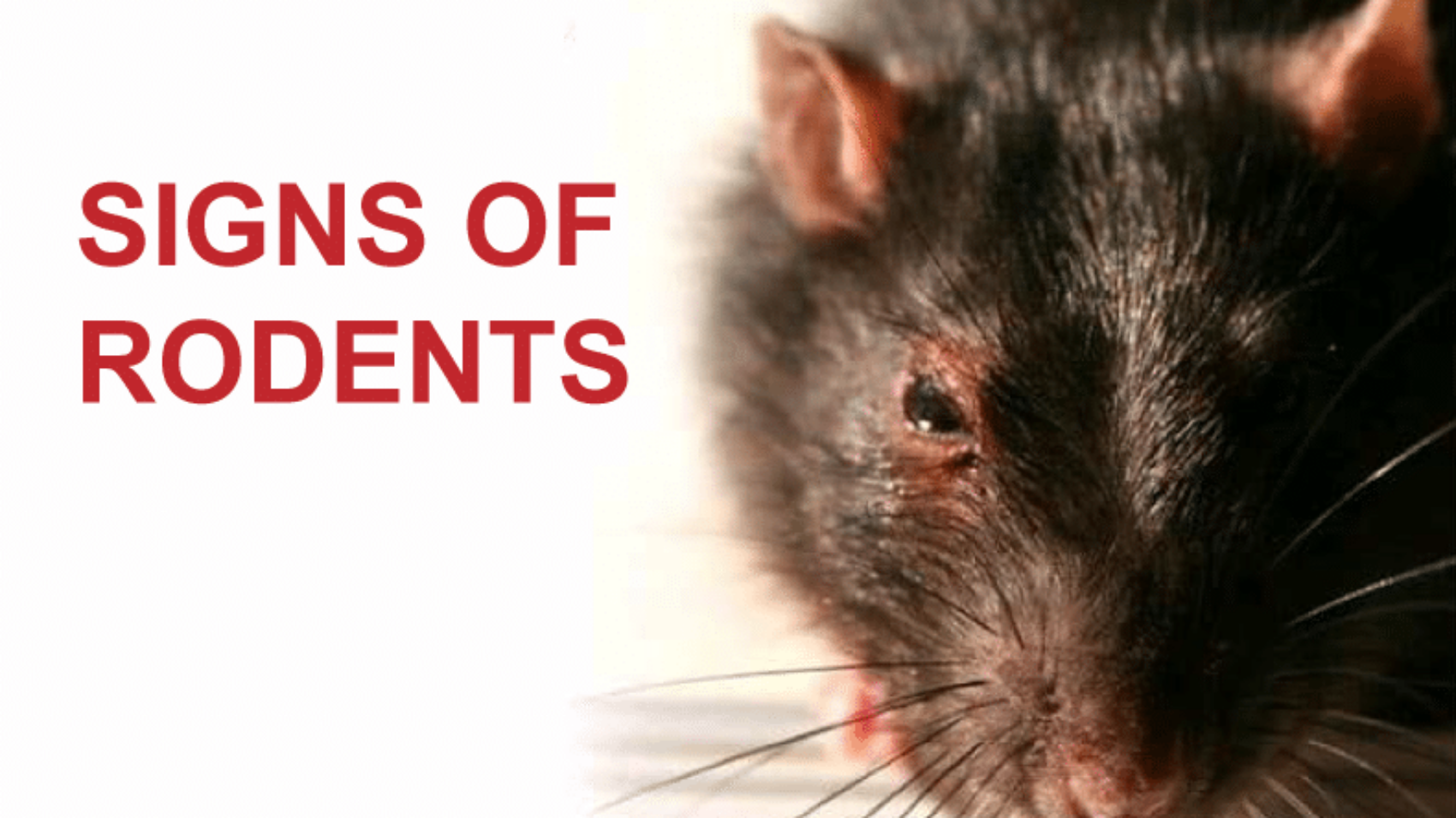 Signs-of-Rodents-790x470