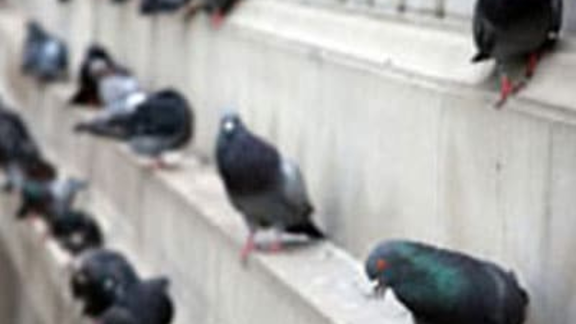 pigeons400x375