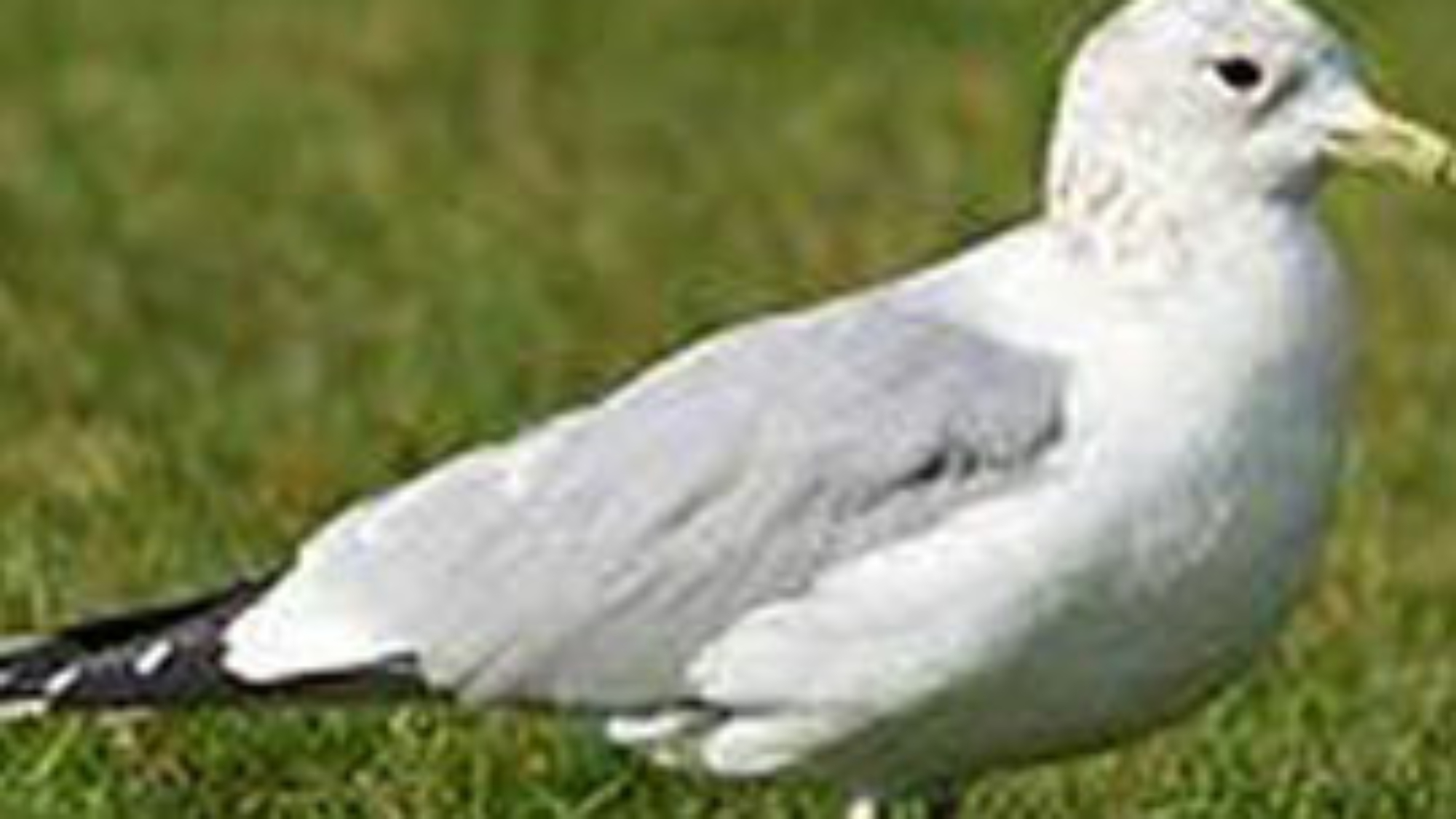 common-gull