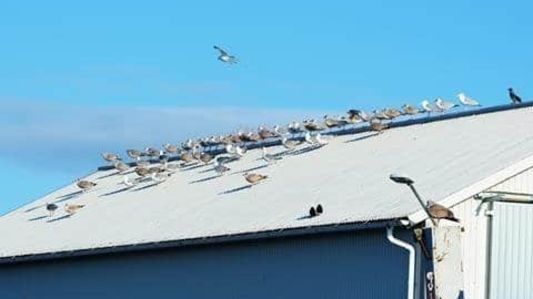 Nuisance Birds Nesting on Roof